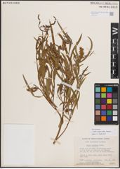 Foto von Salix exigua subsp. interior (Rowlee) Cronquist
